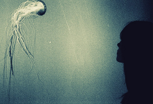 Why You Need to Be Stung By a Jellyfish
